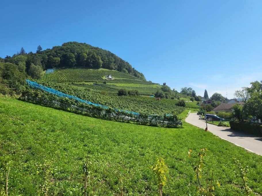 Schoene Einliegerwohnung 200M Vom Wasser Entfernt ชไตน์ อัม ไรน์ ภายนอก รูปภาพ